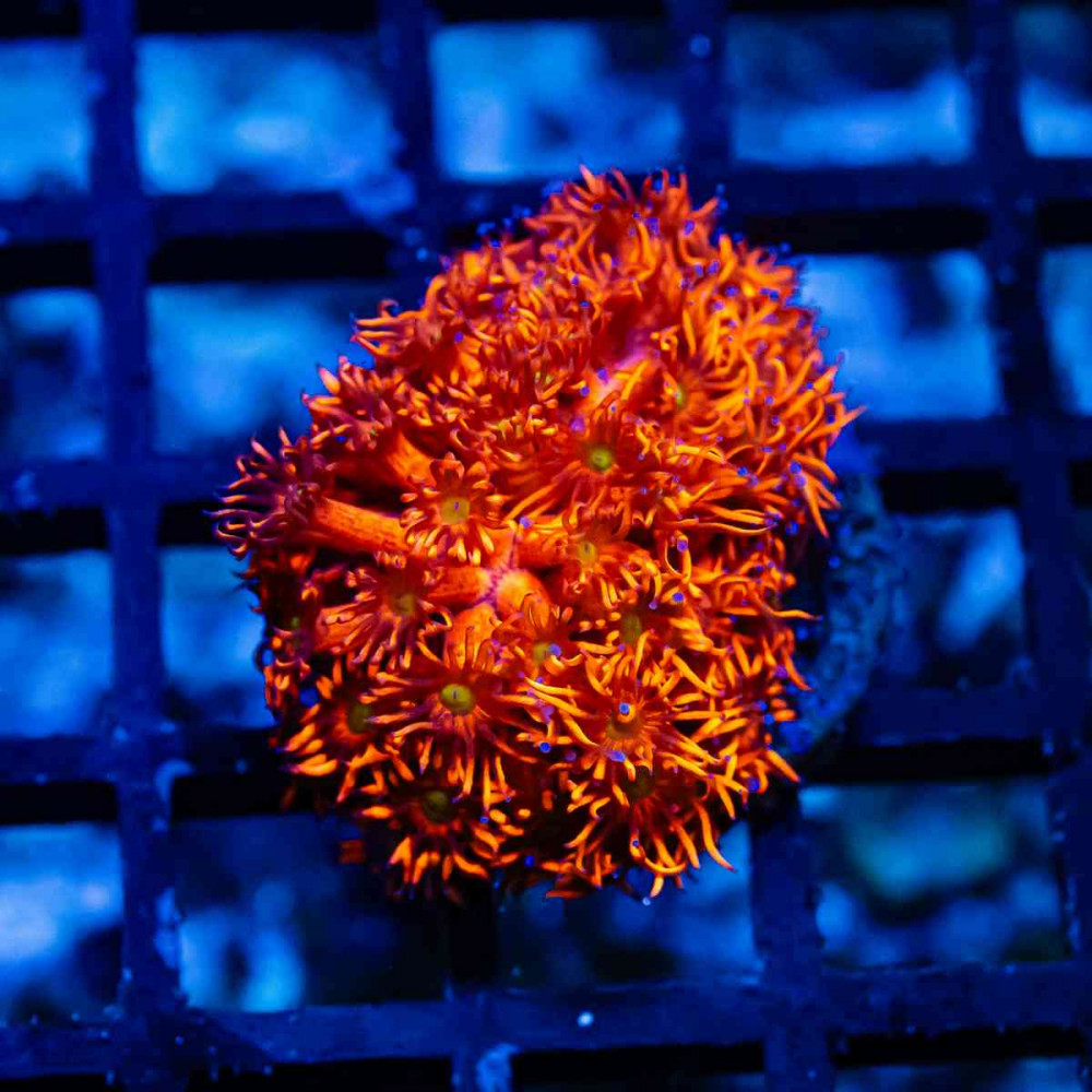 Goniopora Super Ultra Red