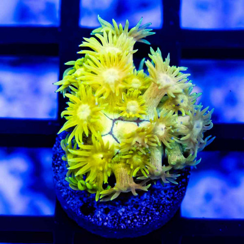 Goniopora Super Ultra Yellow