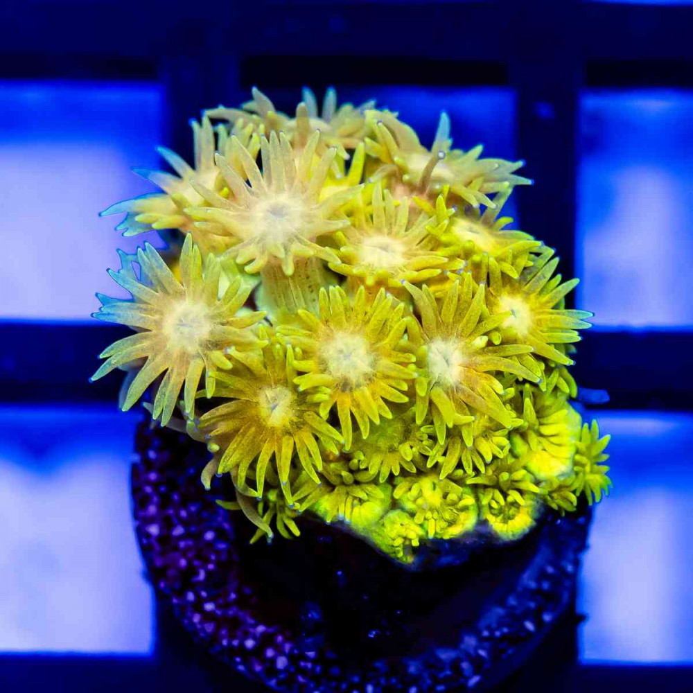 Goniopora Super Ultra Yellow