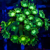 Bright Green Goni Frag