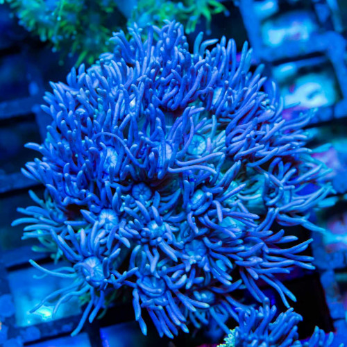 Blue Yellow Goni Frag