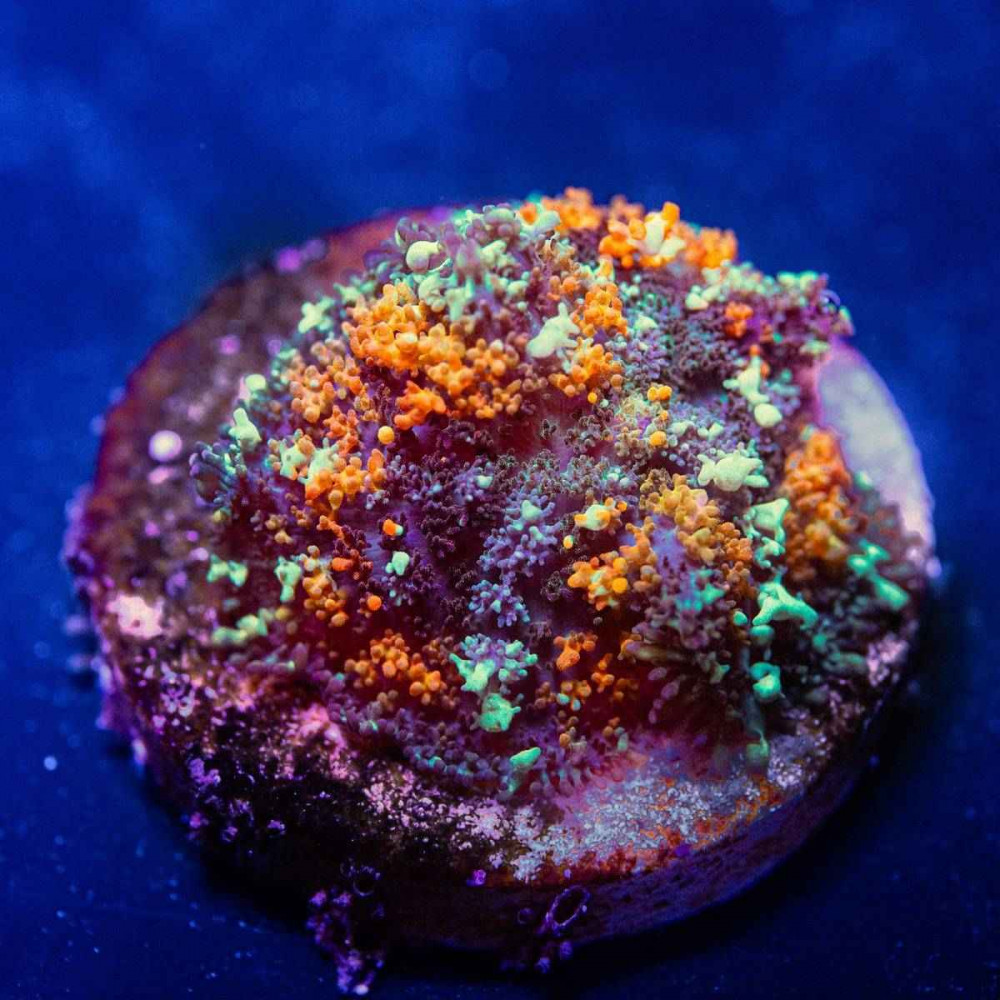  Rhodactis Bubble Rainbow