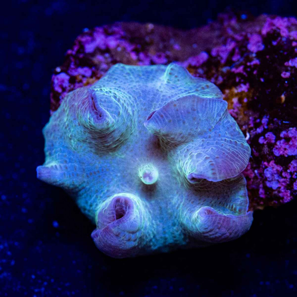  Blue Mushroom 