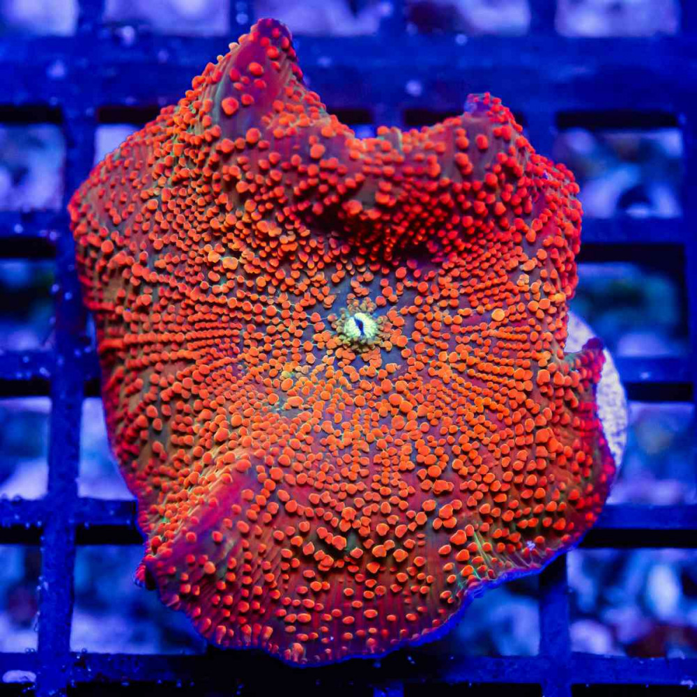 Discosoma Ultra Red-Orange