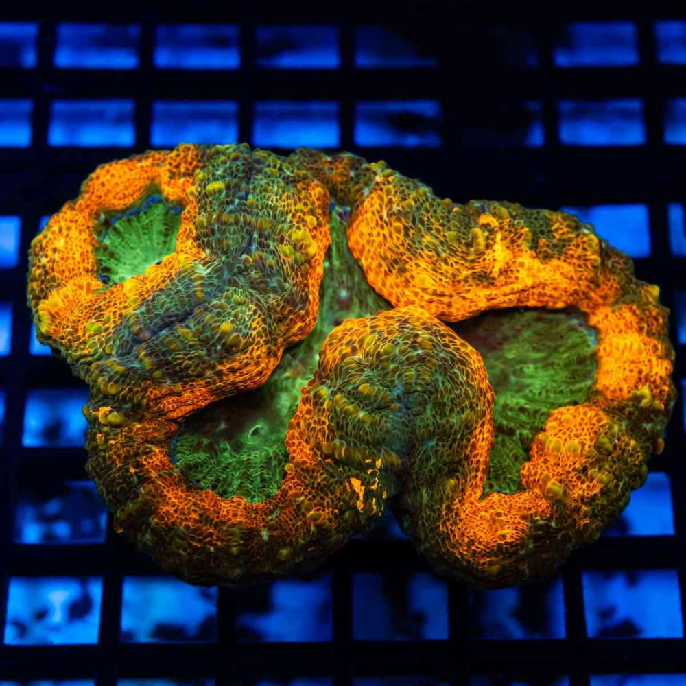 4,5х3 Ultra Tricolor Lobophyllia