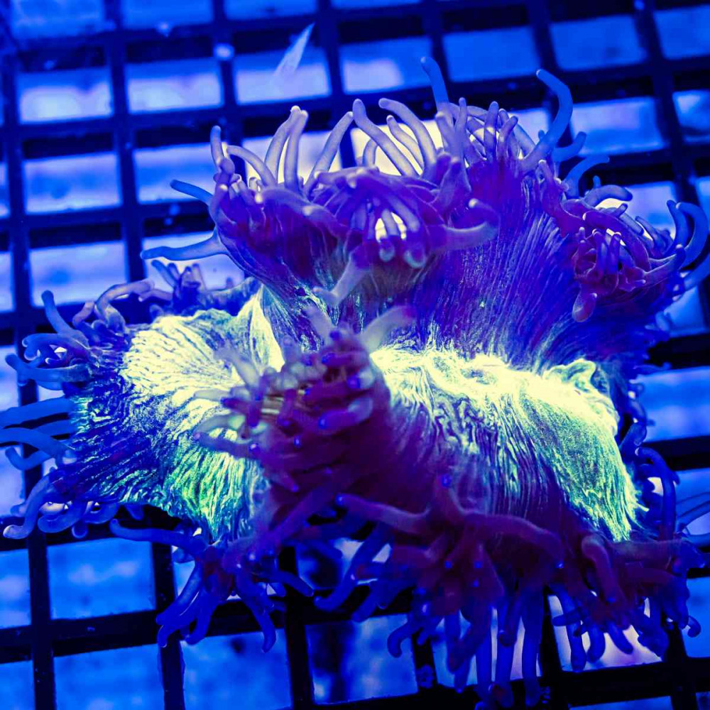 3х3 Bright Elegance Coral Tiny Size