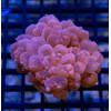 BUBBLE CORAL