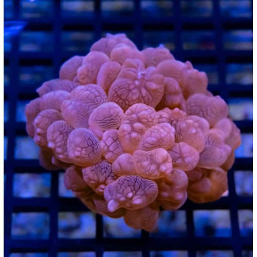 BUBBLE CORAL