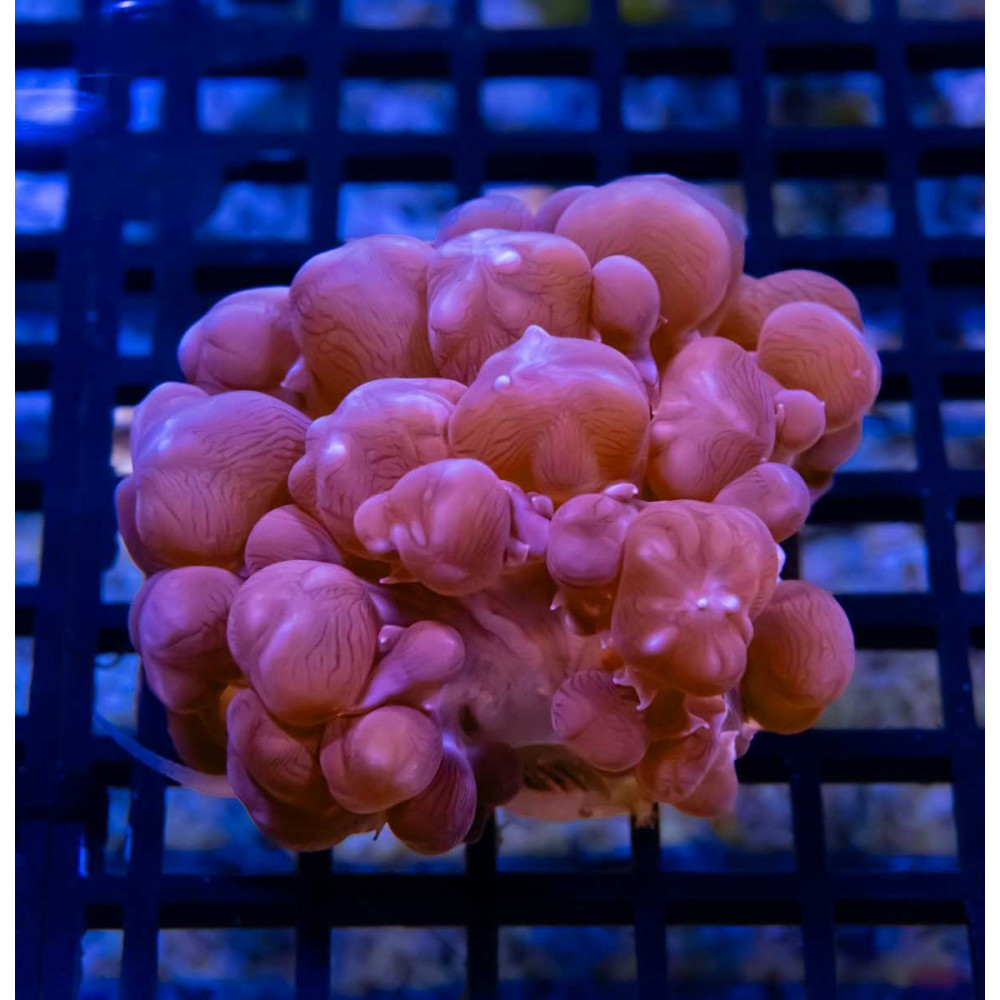 ULTRA BUBBLE CORAL