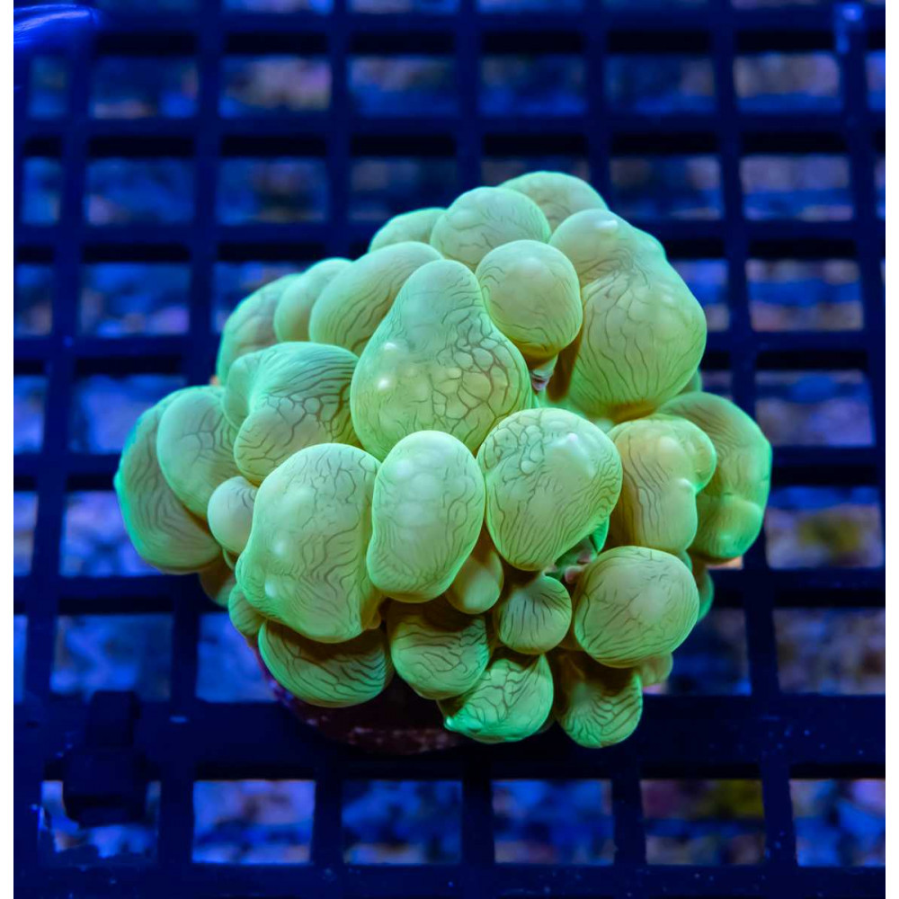 ULTRA Green BUBBLE CORAL