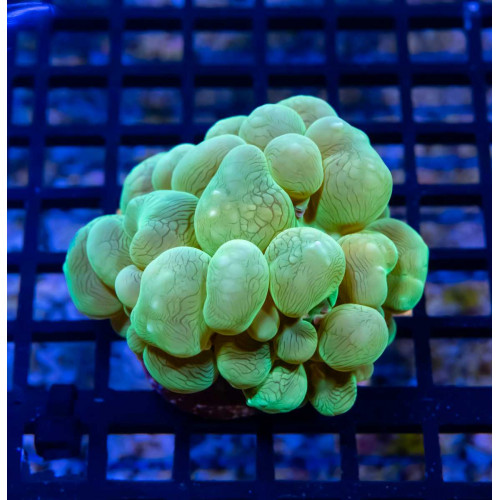 ULTRA BUBBLE CORAL