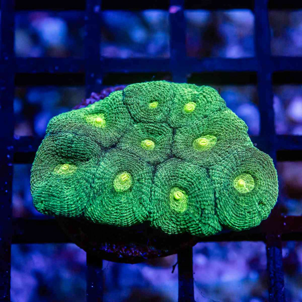 Green Favia Frag