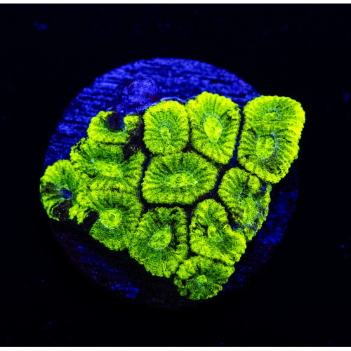 Neon Green Favia Frag