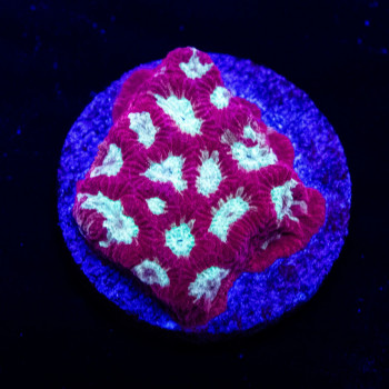 Pink Silver Middle Favia Frag
