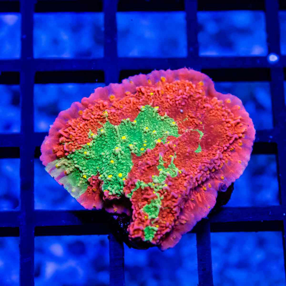 TSA Grafted Montipora Coral