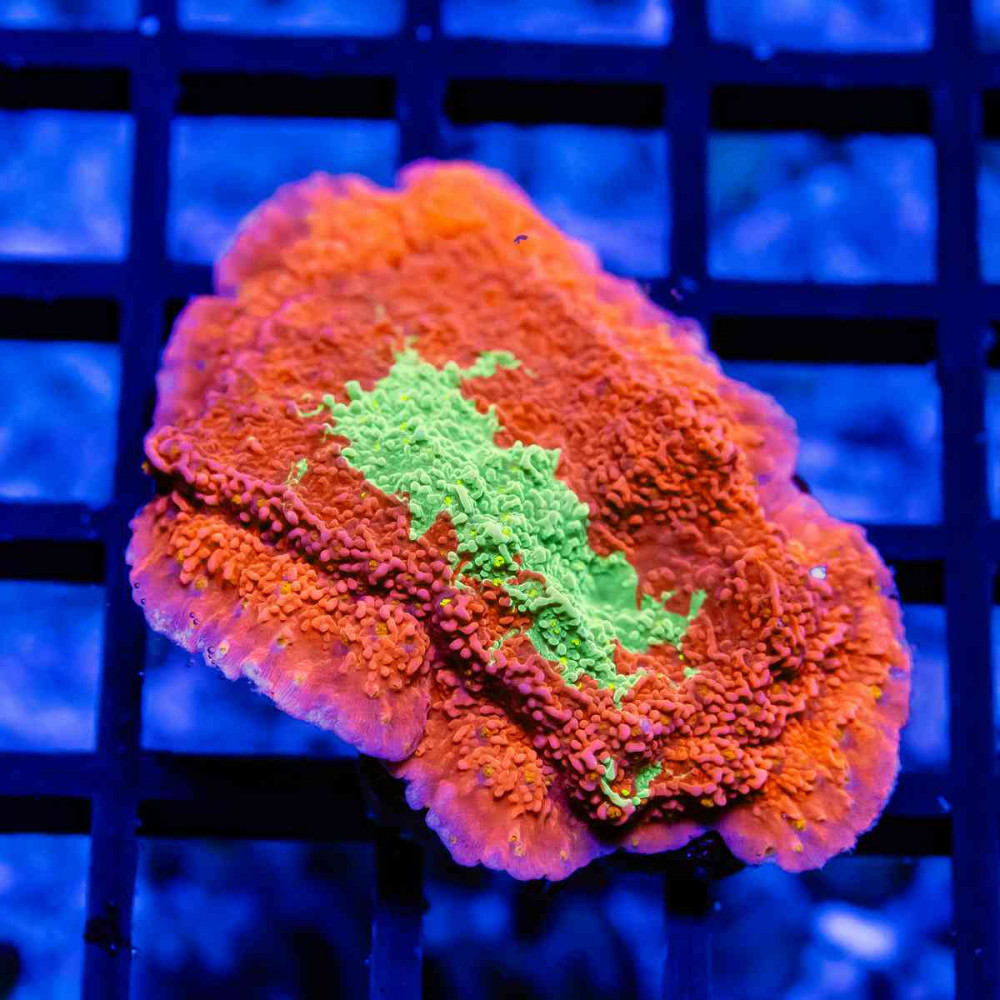 TSA Grafted Montipora Coral