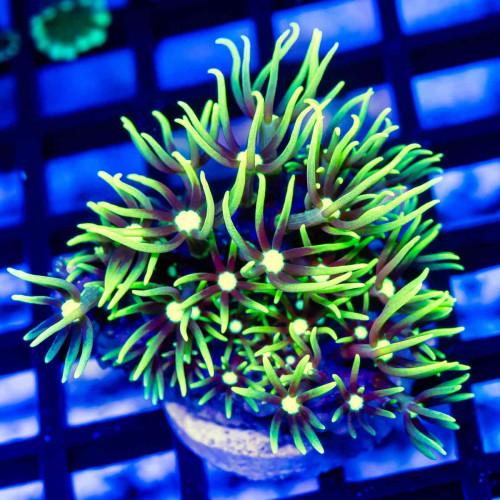 Green Star Polyp Coral