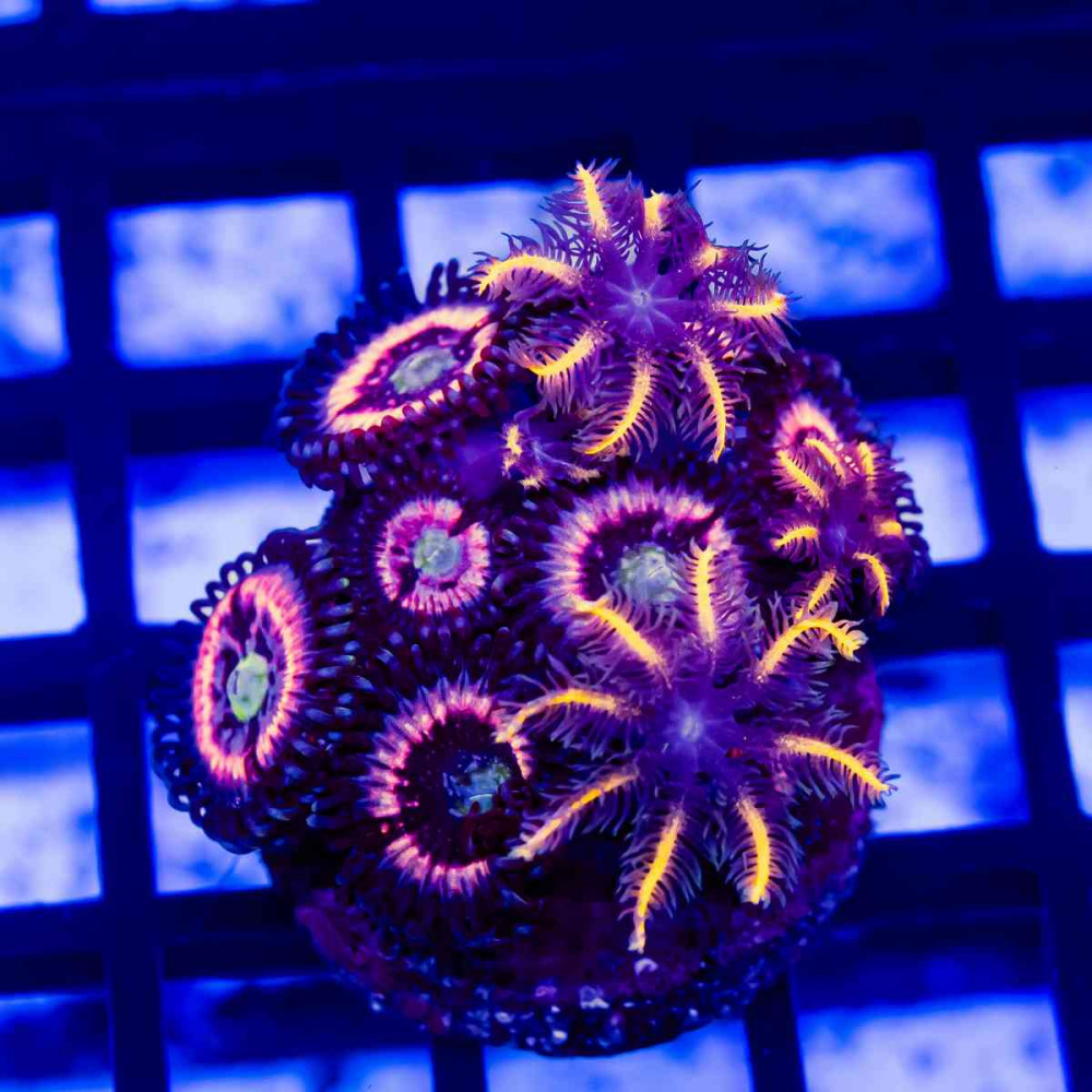 Ultra Mix Zoas CLOVE POLYPS