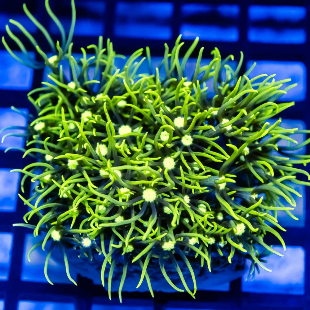 Green Star Polyp Coral