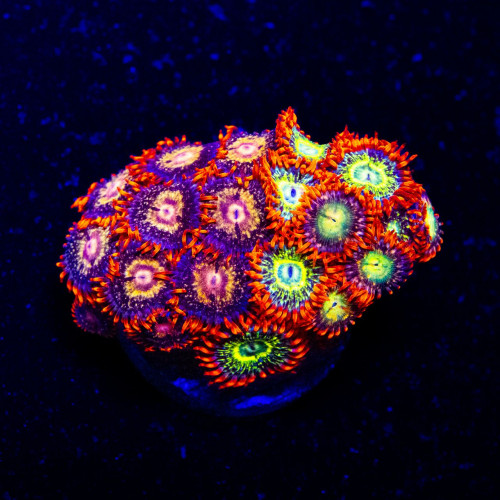 Ultra Bright Mix Zoas