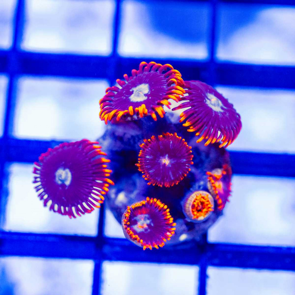  Red Blue Zoas