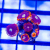 Red Blue Zoas