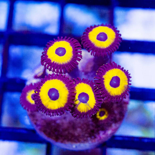 Ultra Zoas