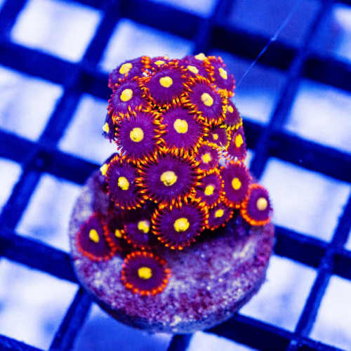 Ultra Bright Zoas