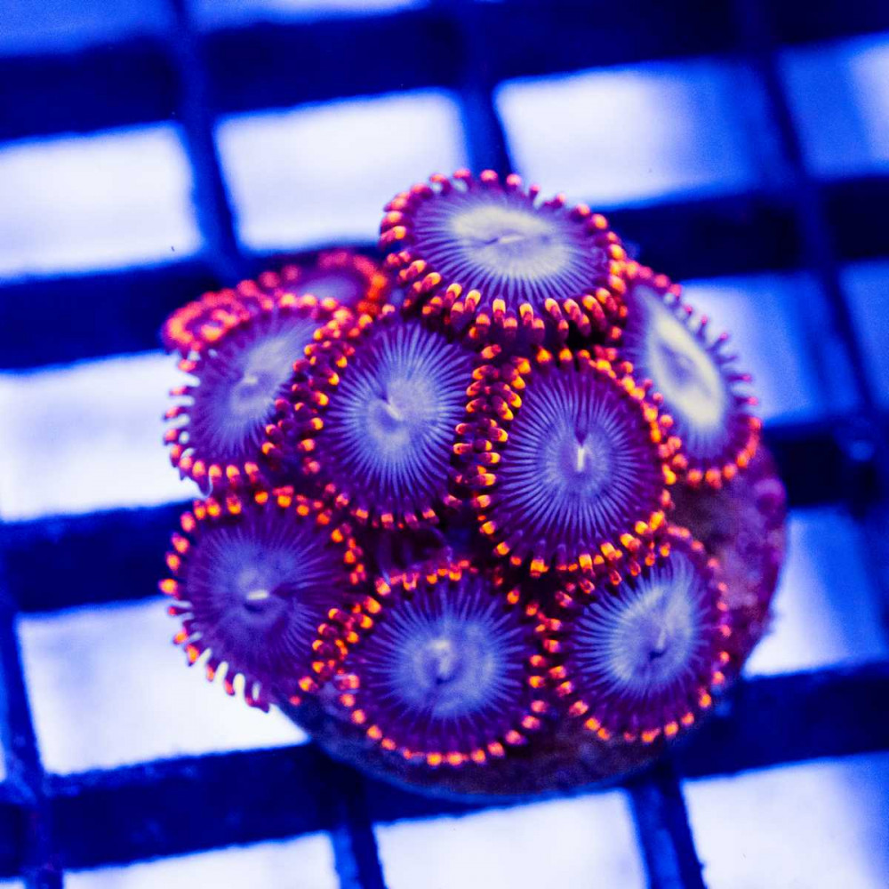  Ultra Red Blue Zoas