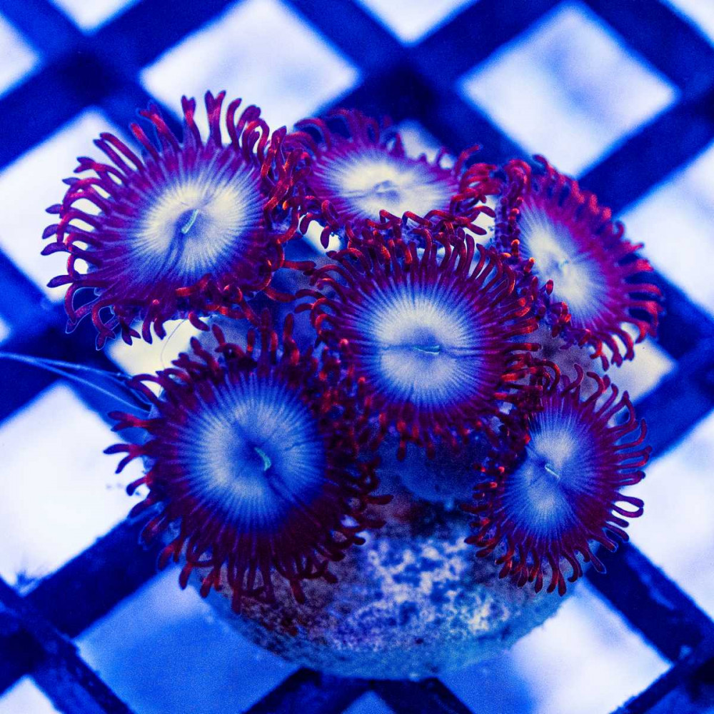  Ultra Red Blue Zoas