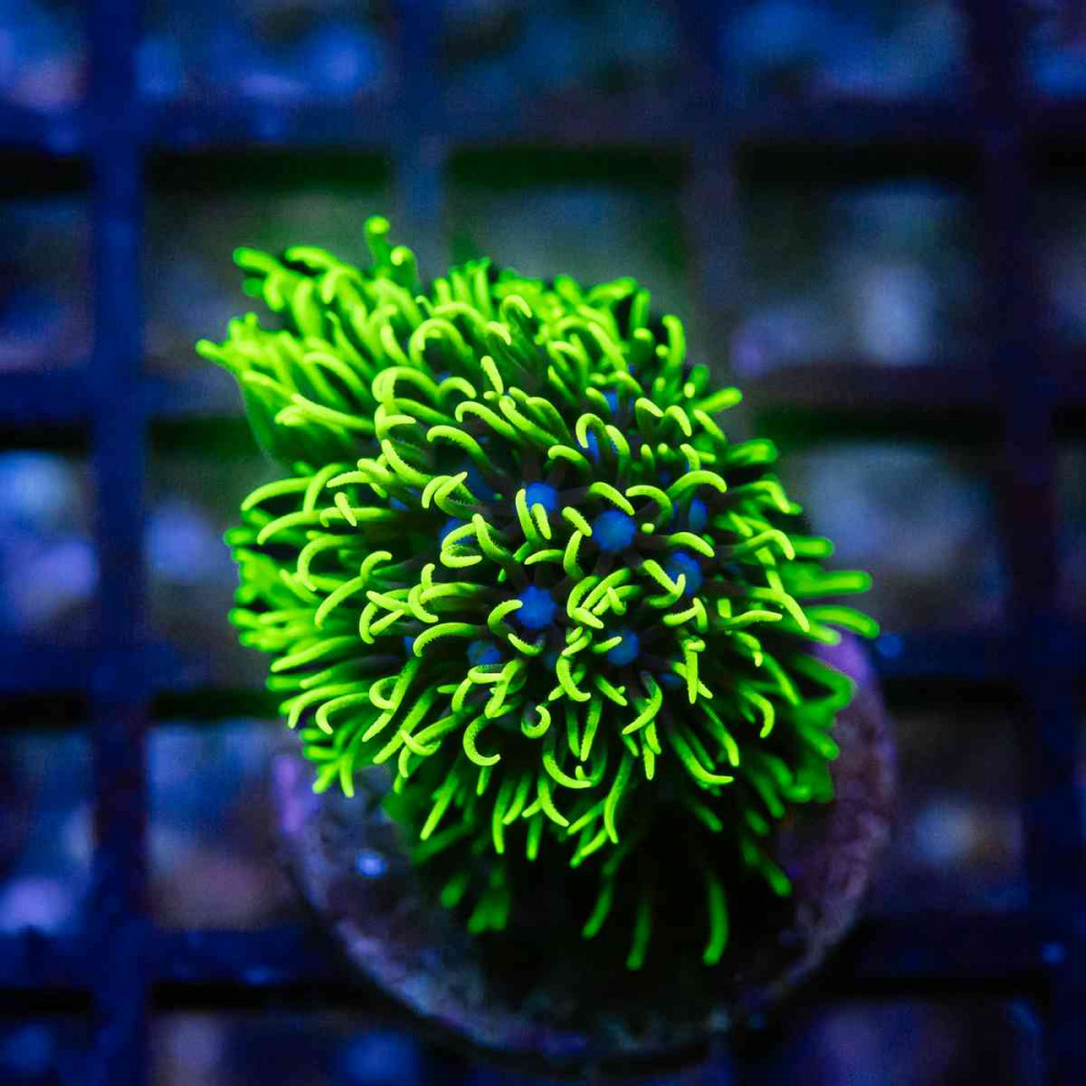 Neon Green Star Polyp Coral