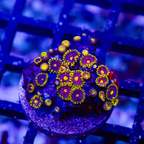 Ultra Bright Zoas