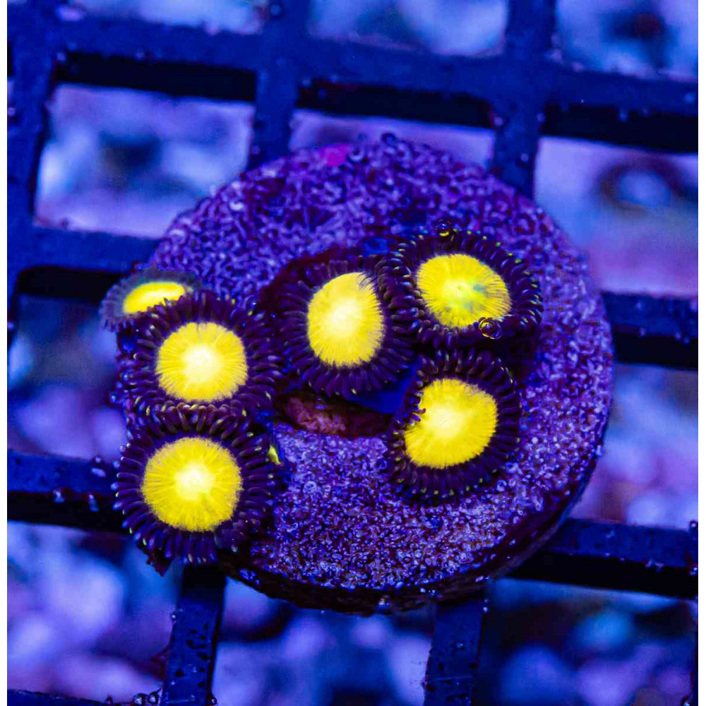  Ultra Bright Zoas