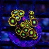 Ultra Bright Zoas