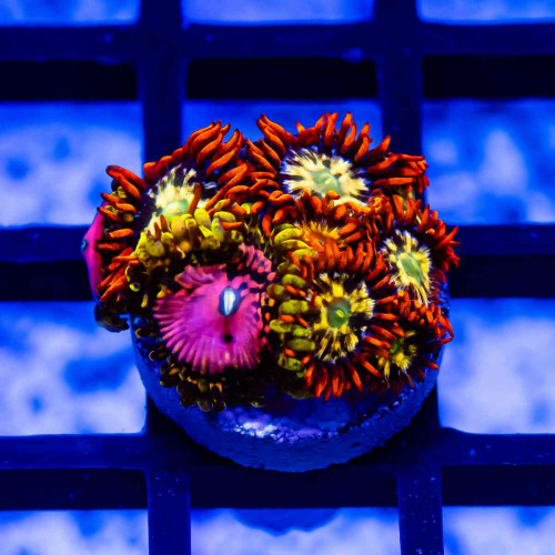 Super Mix Zoas