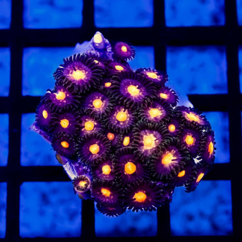 Ultra Bright Zoas