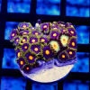 Ultra Bright Zoas