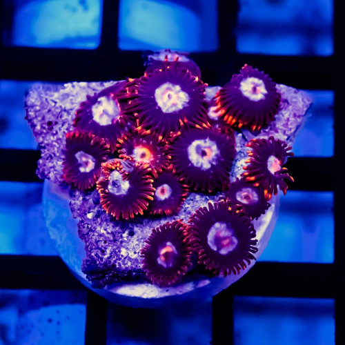 Bright Zoas