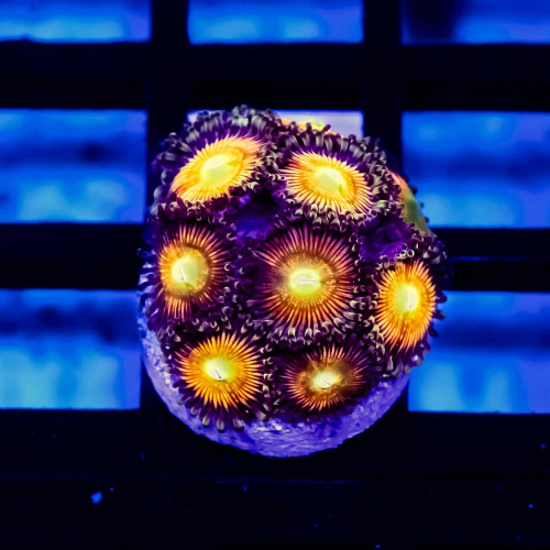 Ultra Zoas