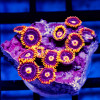 Bright Zoas