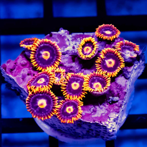 Bright Zoas