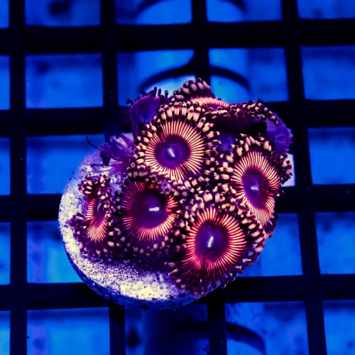 Bright Zoas