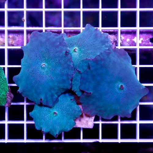 Ultra Blue Mushroom (Actinodiscus spp.)