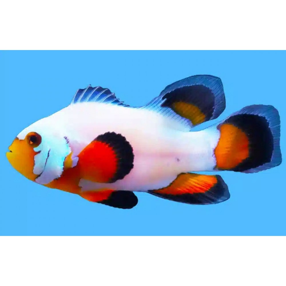 Longfin Flurry (Amphiprion Ocellaris)