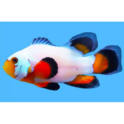 Longfin Flurry (Amphiprion Ocellaris)