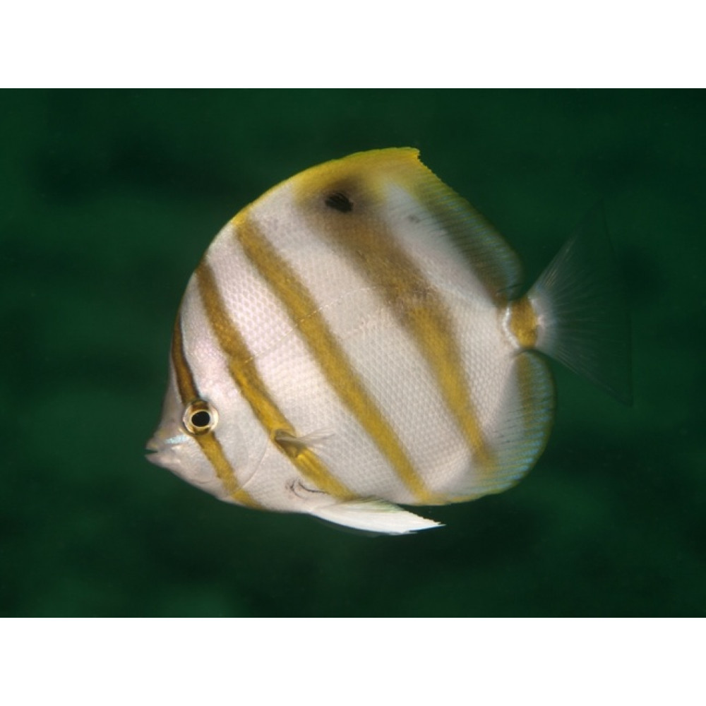 Ocellate Butterflyfish (Parachaetodon ocellatus)