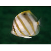 Ocellate Butterflyfish (Parachaetodon ocellatus)