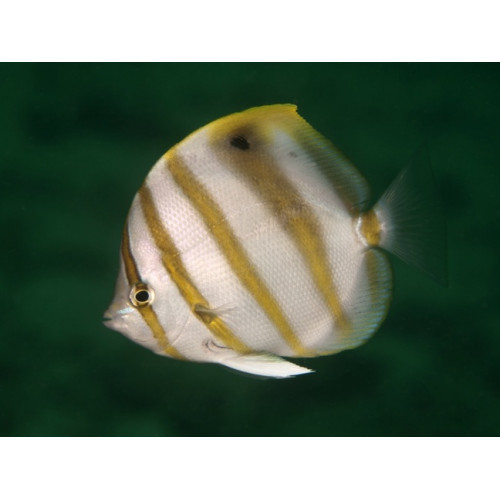 Ocellate Butterflyfish (Parachaetodon ocellatus)