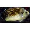 Kingi Angelfish (Apolemicthys Kingi)