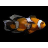 Longfin Black Foton (Amphiprion Ocellaris)